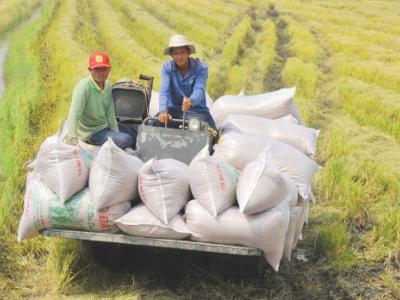 SENEGAL VIETNAMESE RICE INCREASED 215%